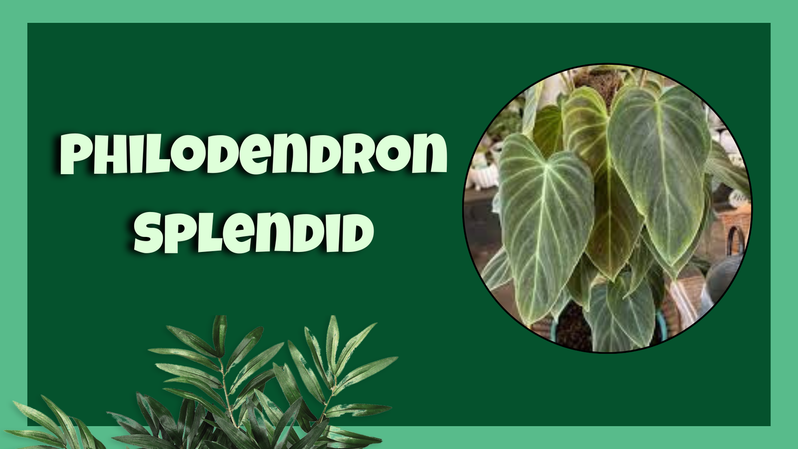 philodendron splendid​