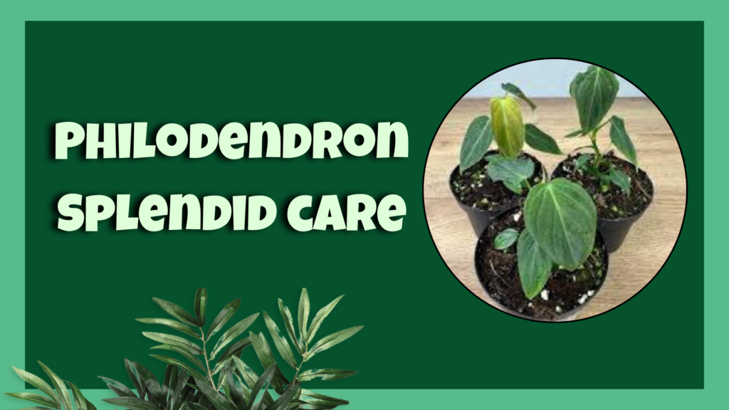 philodendron splendid​
