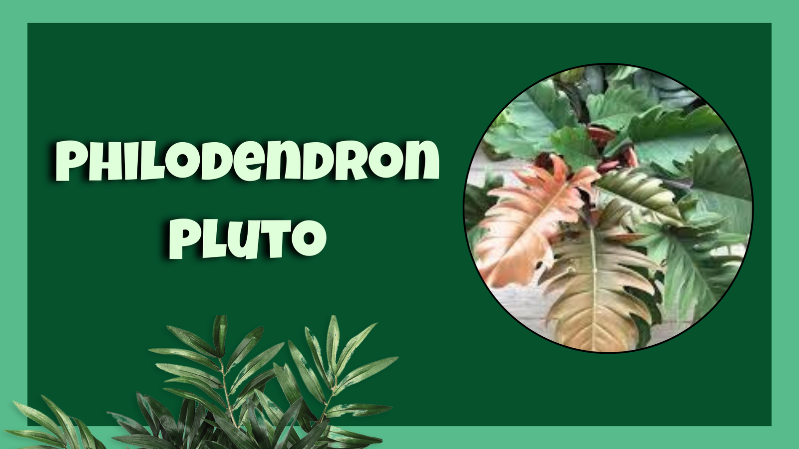 philodendron pluto