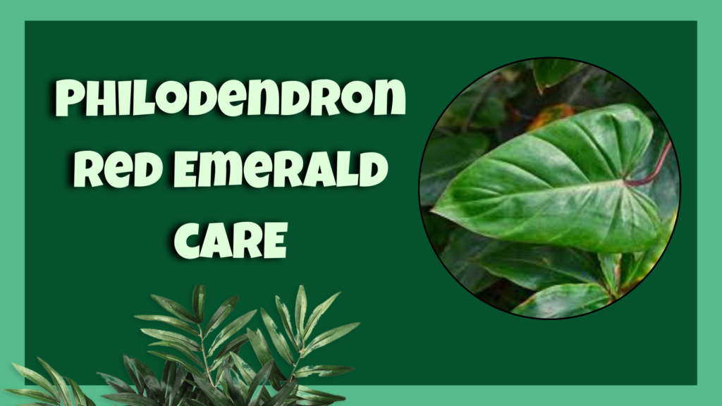 philodendron red emerald​