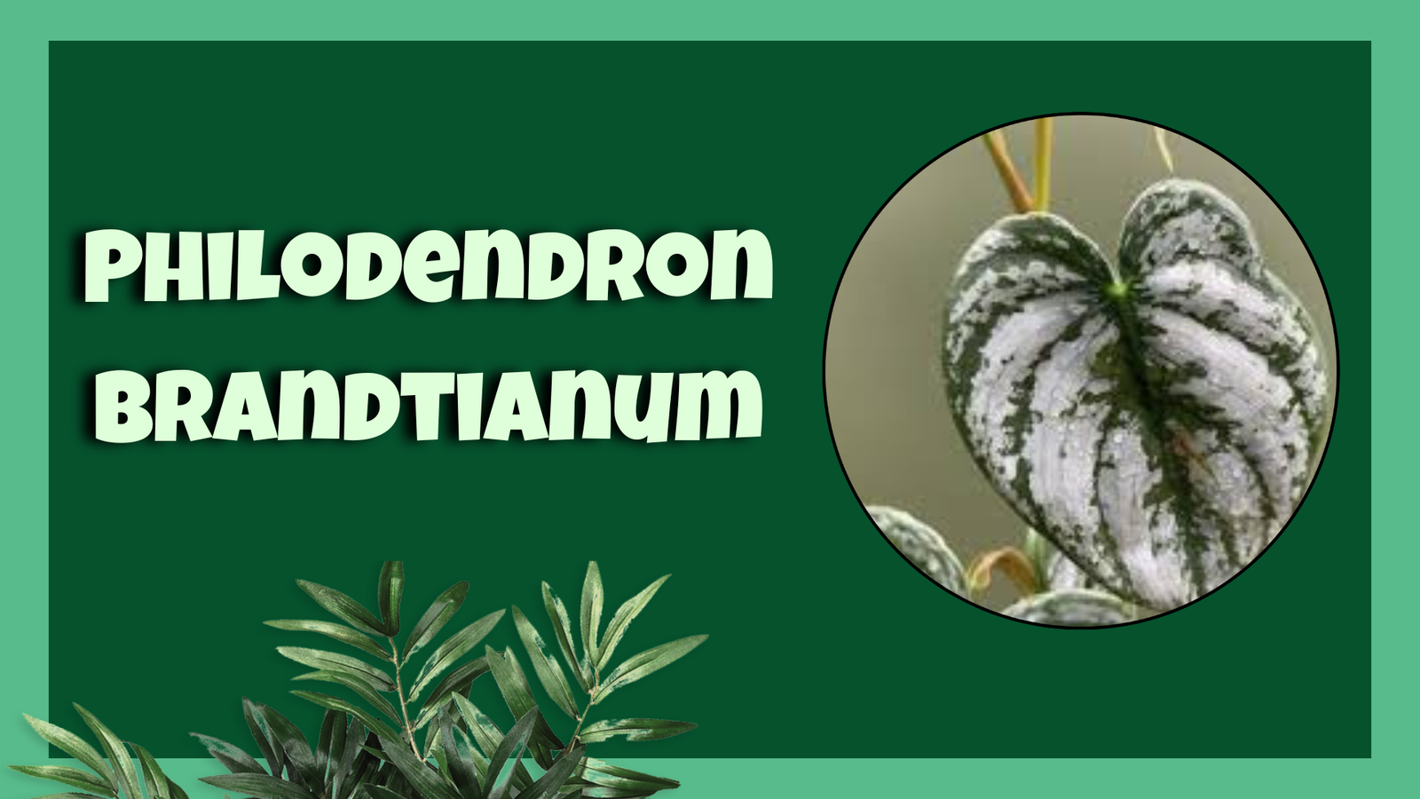 Philodendron brandtianum​