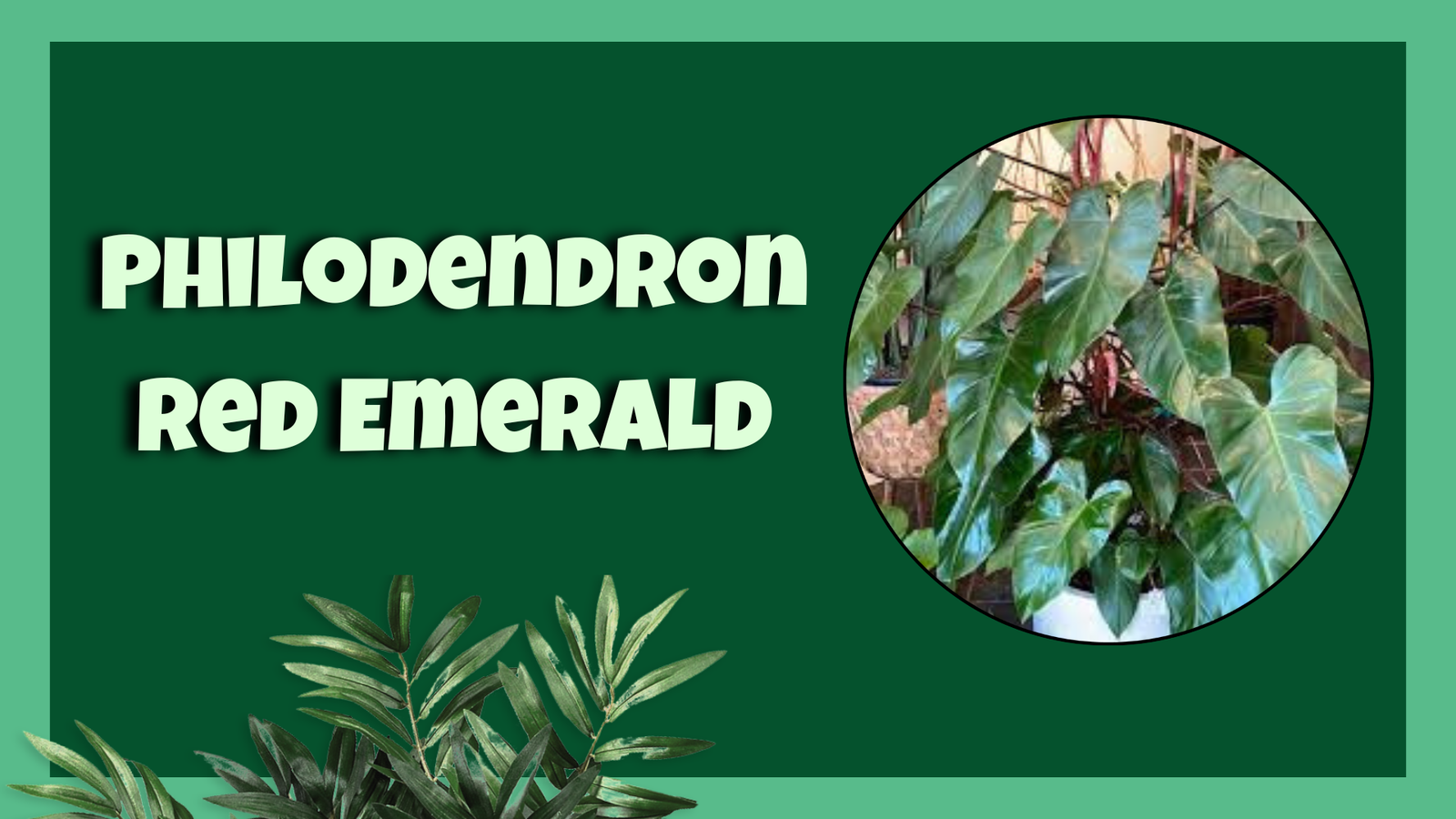 philodendron red emerald​