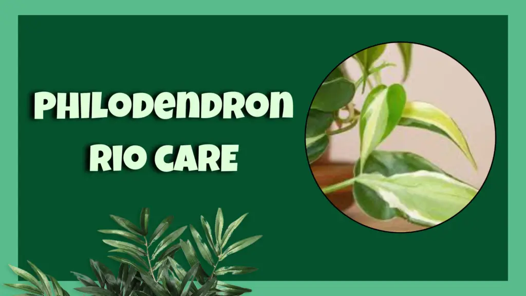 philodendron rio 