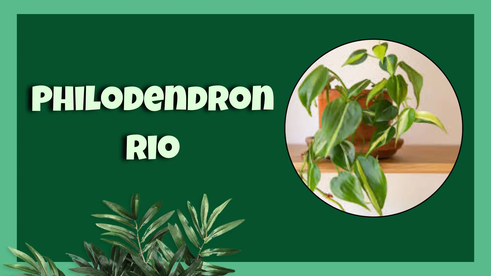 philodendron rio