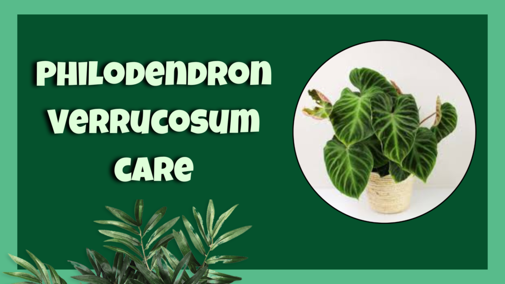 philodendron verrucosum 