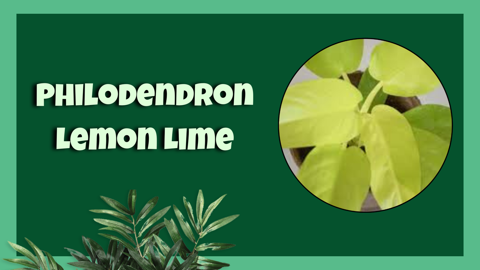 philodendron lemon lime