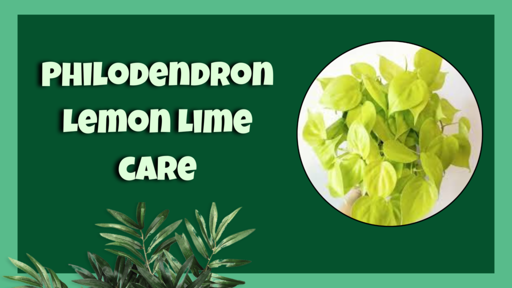  philodendron lemon lime 