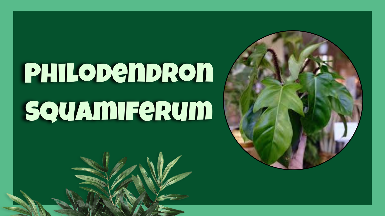 philodendron squamiferum