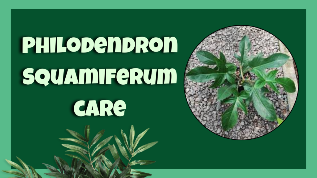 philodendron squamiferum
