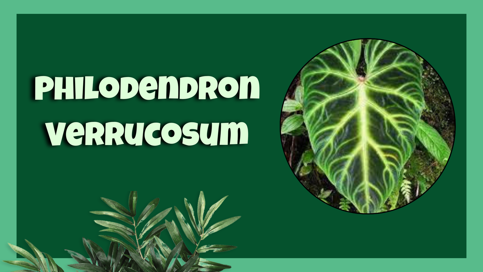 philodendron verrucosum