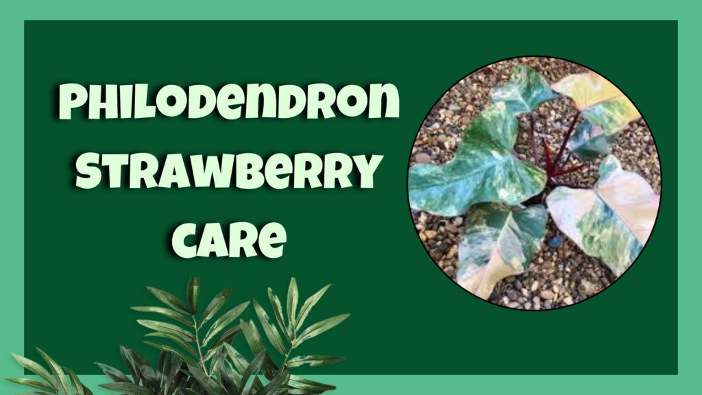 philodendron strawberry shake 