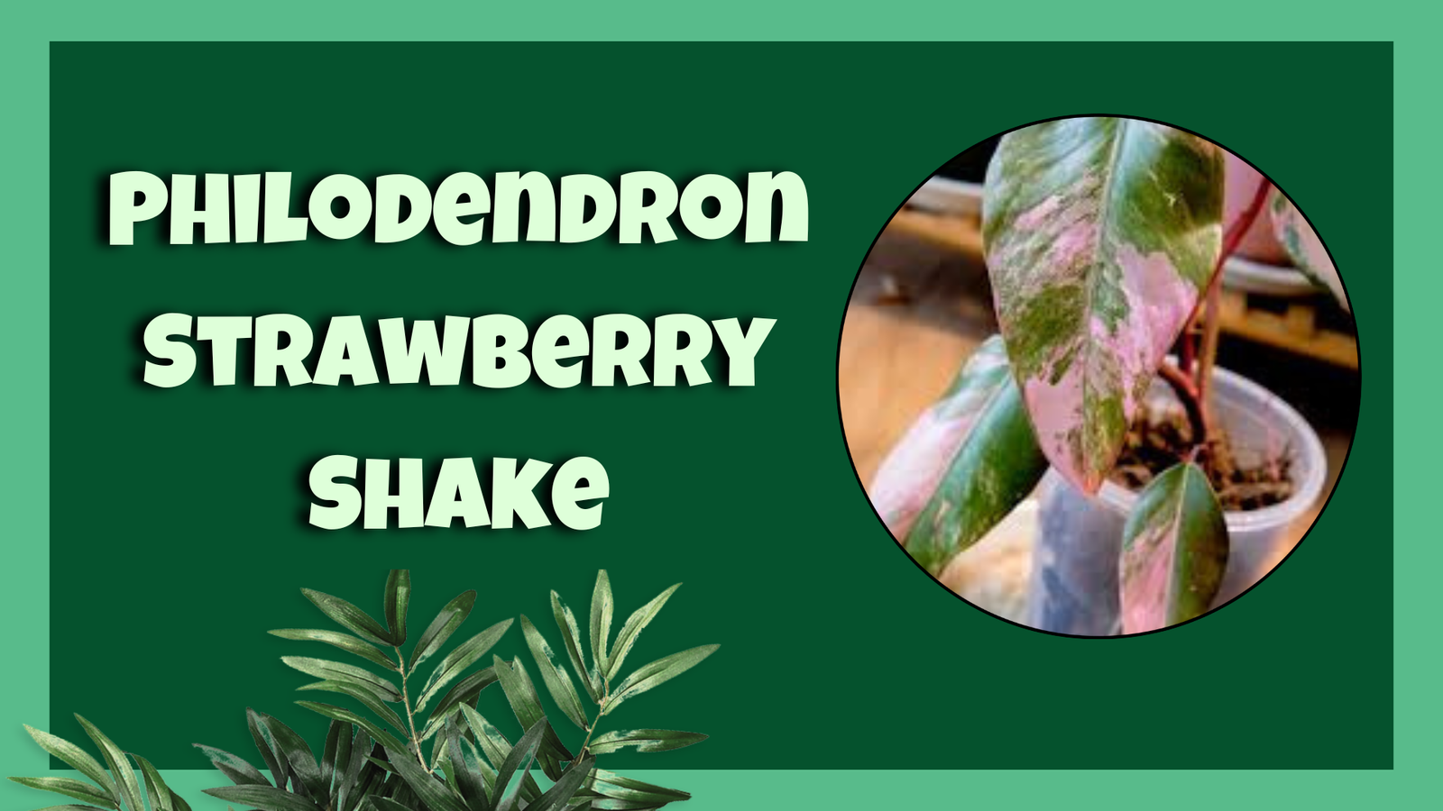 philodendron strawberry shake