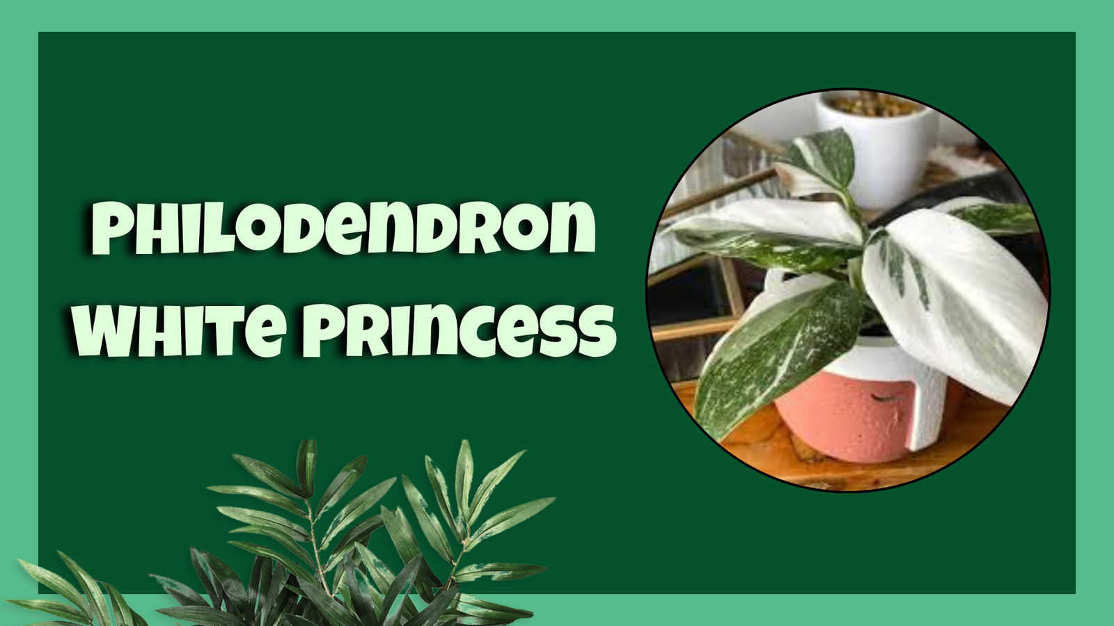 philodendron white princess​