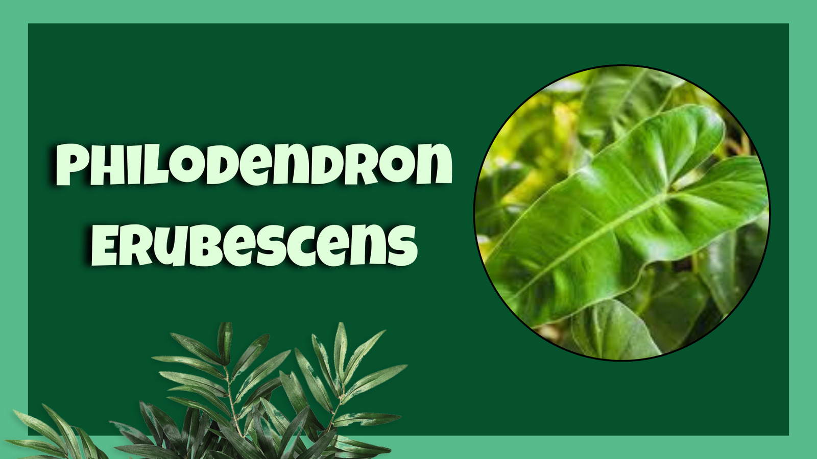 Philodendron erubescens