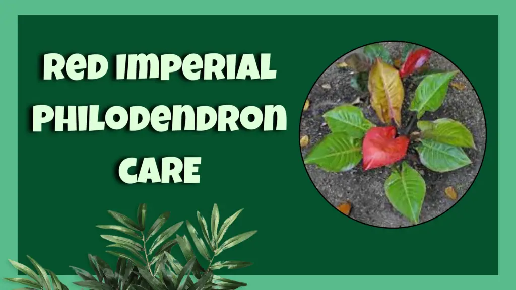 philodendron imperial red
