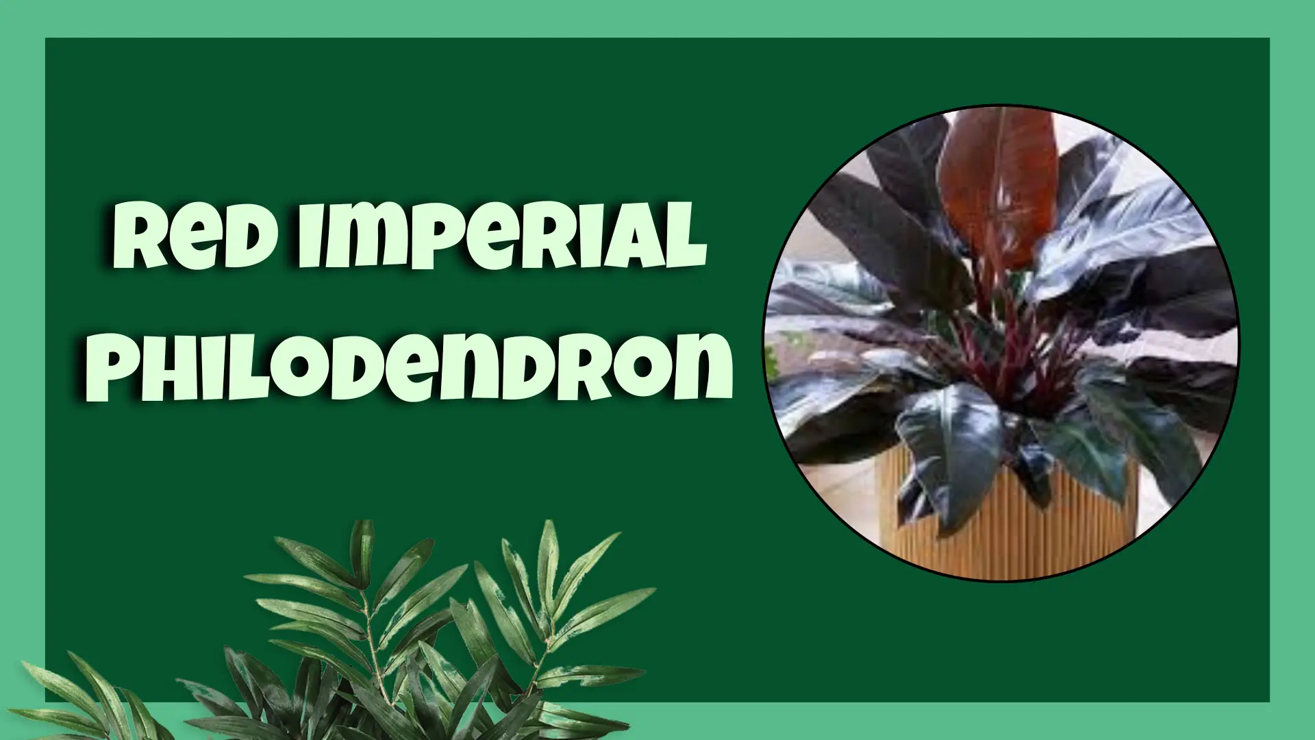 philodendron imperial red