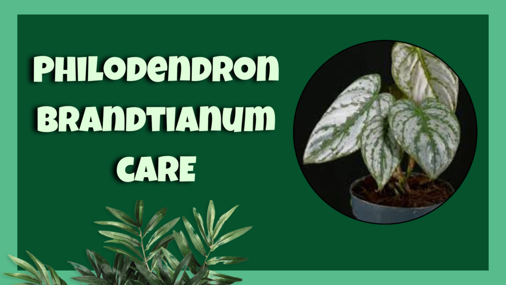 Philodendron brandtianum​ 