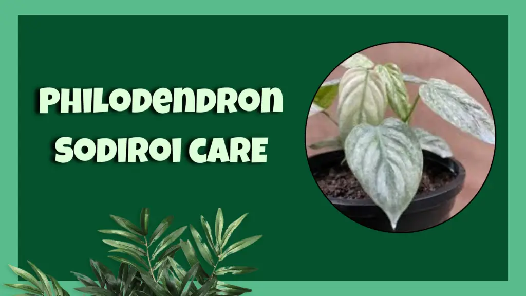 philodendron sodiroi 