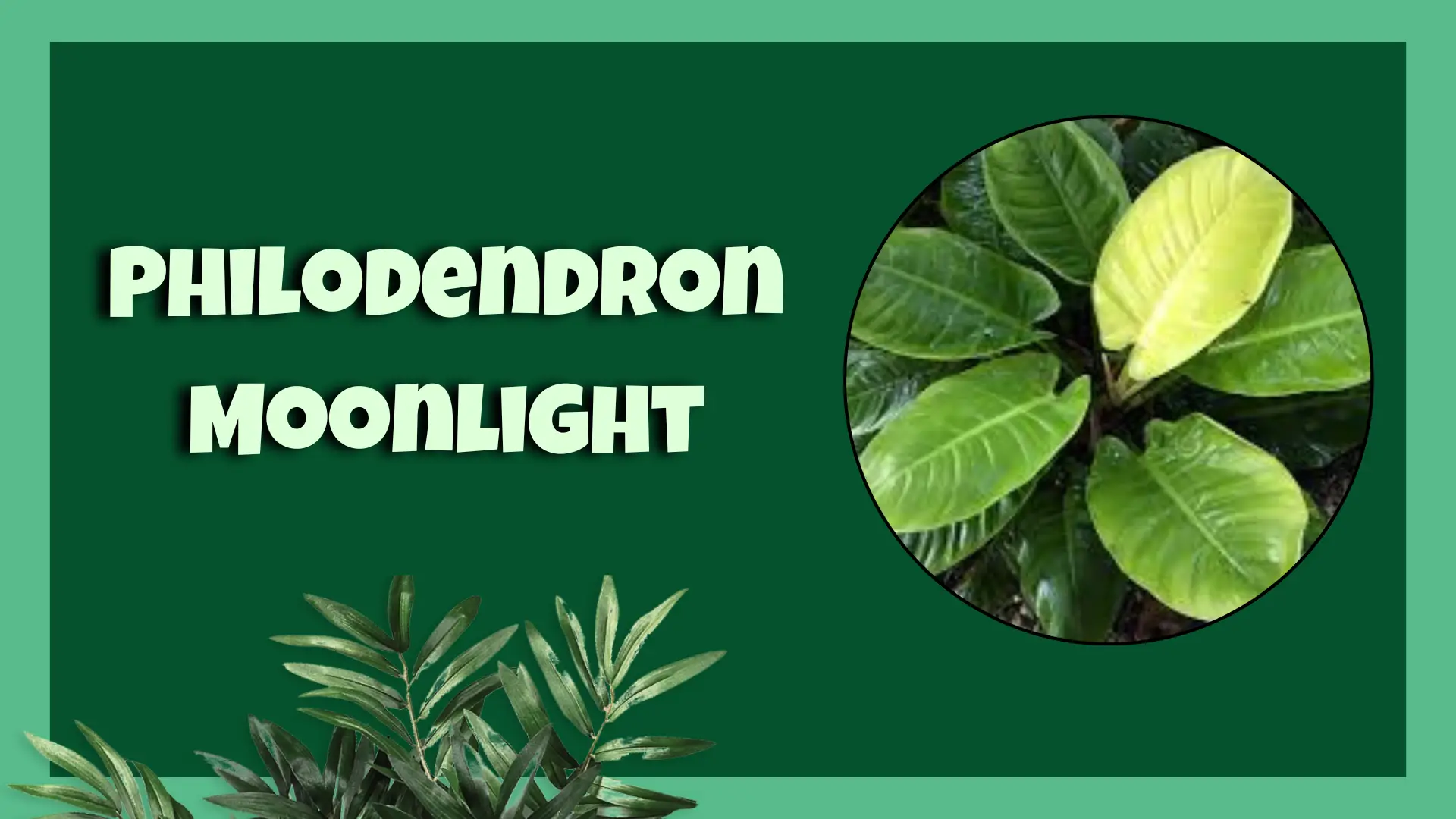 philodendron moonlight