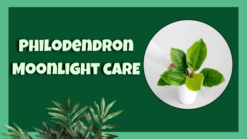 philodendron moonlight
