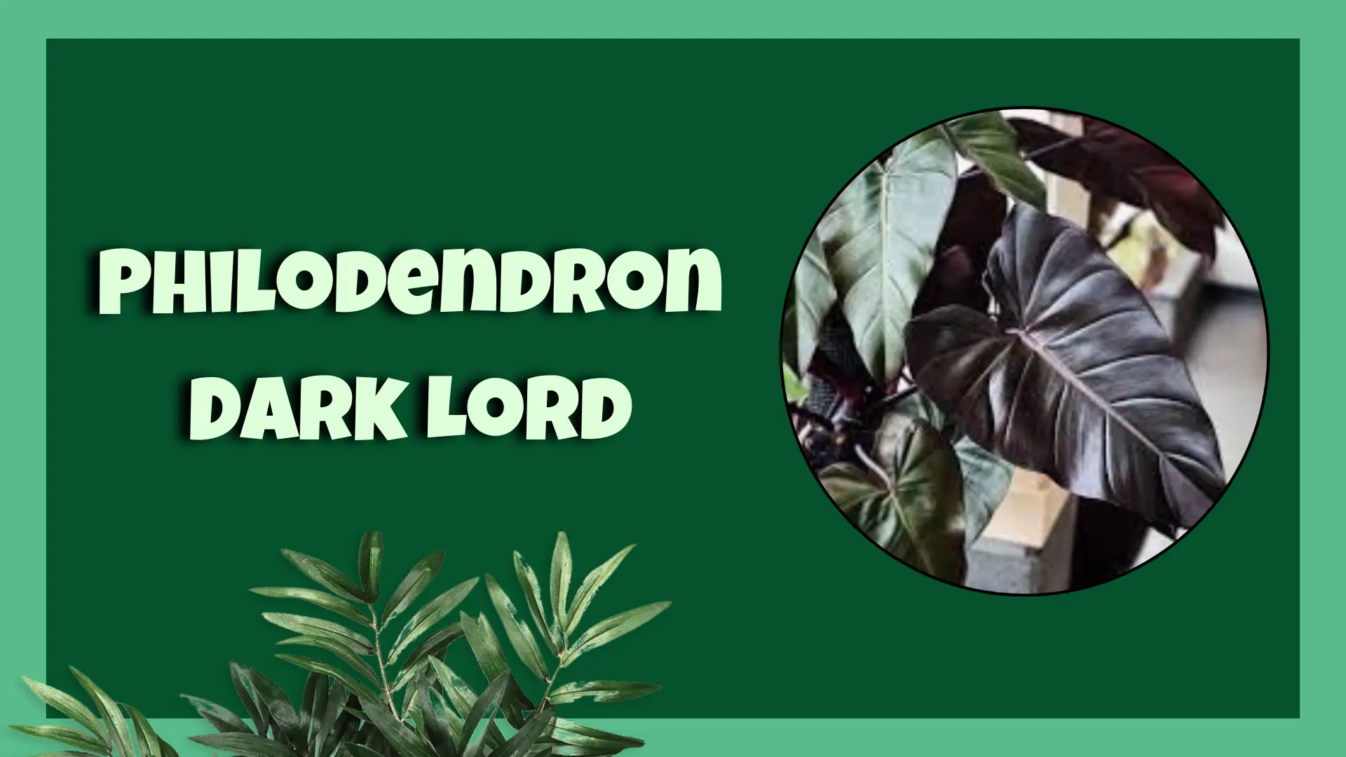 philodendron dark lord