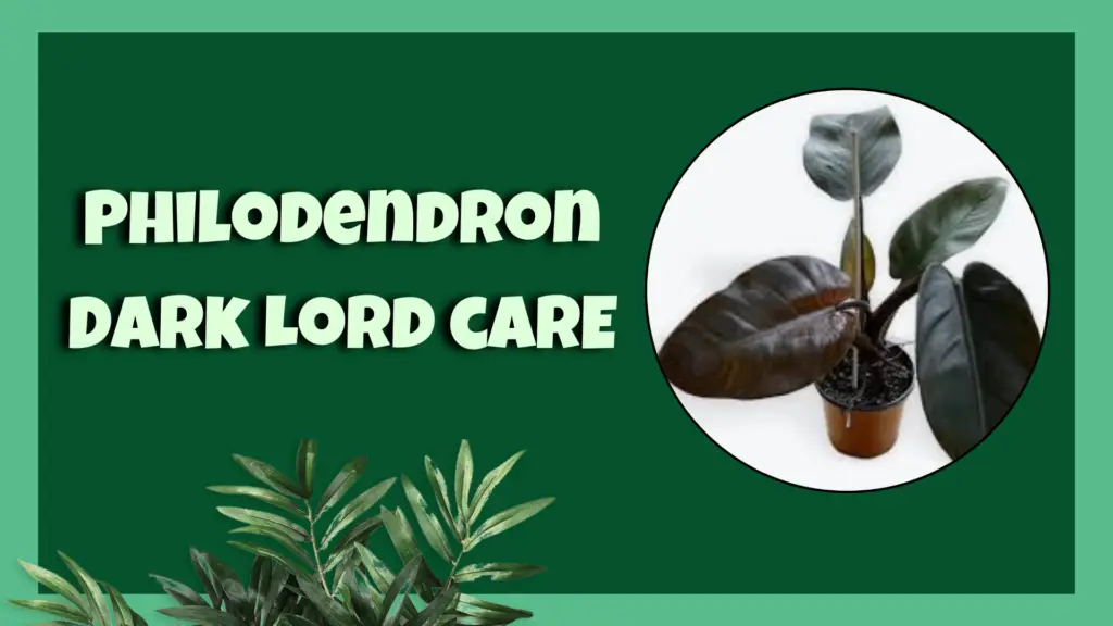 philodendron dark lord 