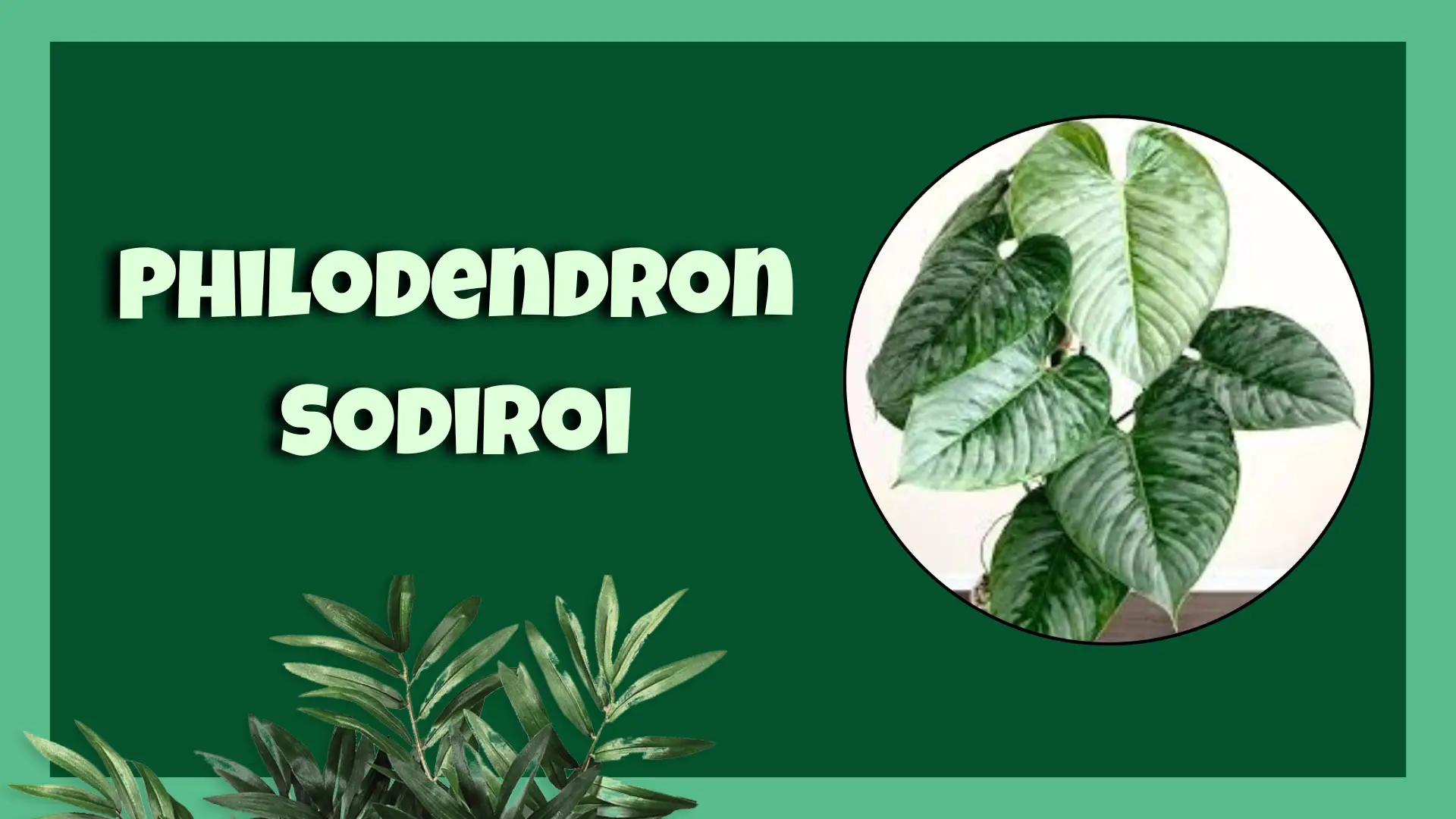 philodendron sodiroi