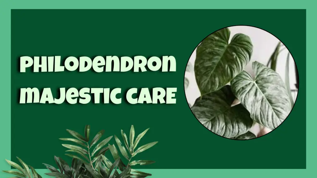 philodendron majestic​
