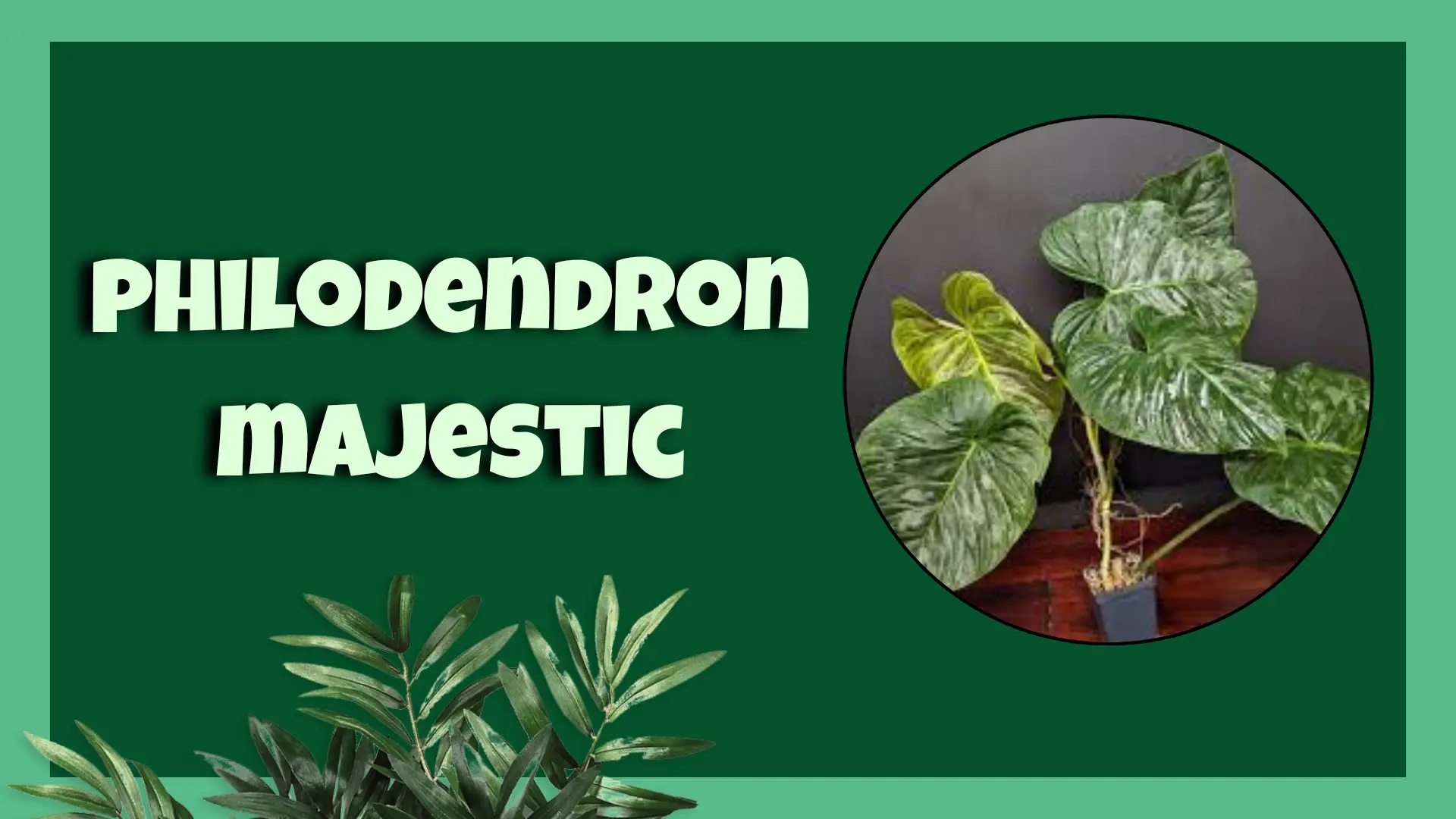 philodendron majestic​