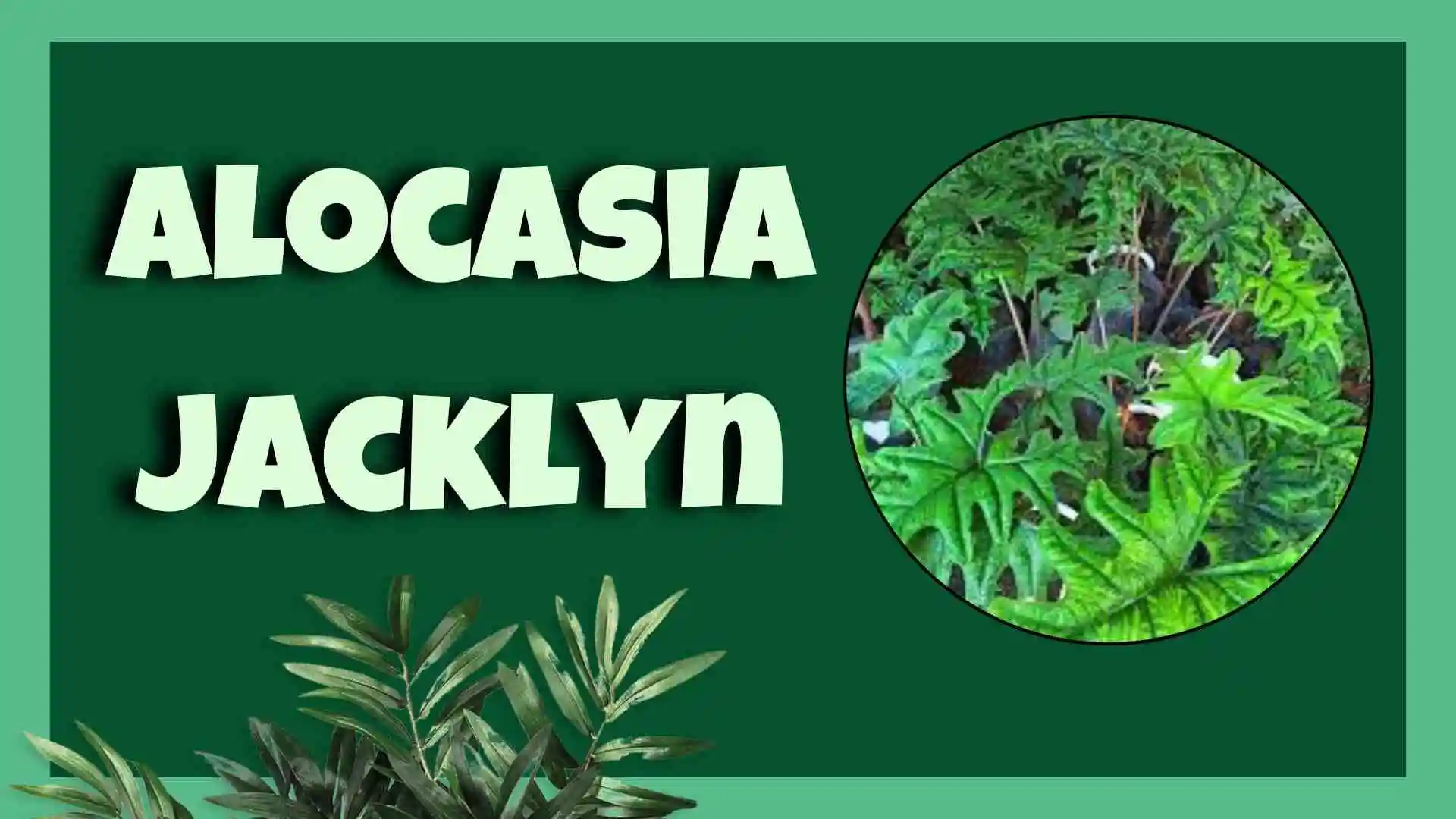 alocasia jacklyn