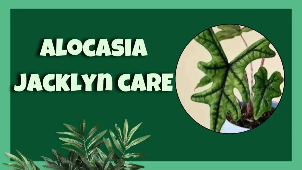  alocasia jacklyn 