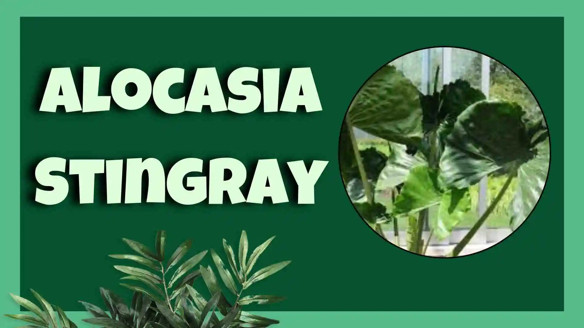 alocasia stingray