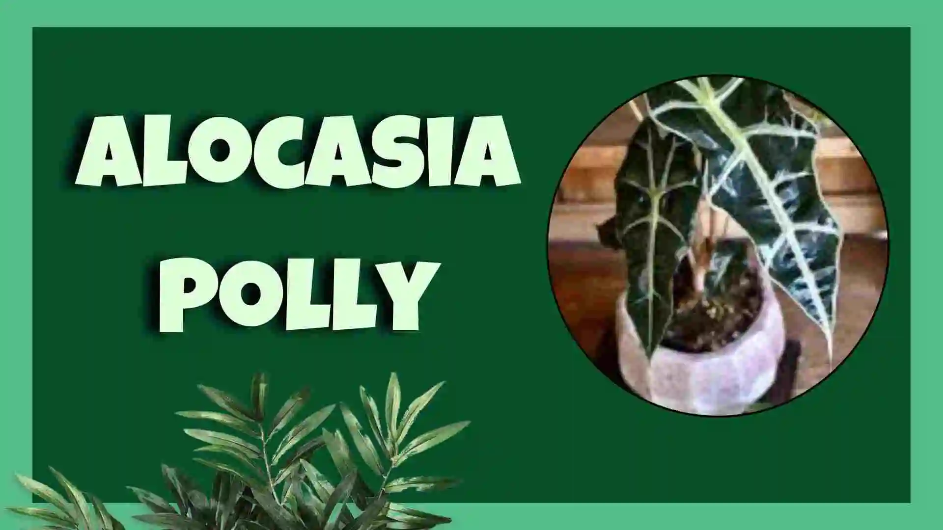 alocasia polly