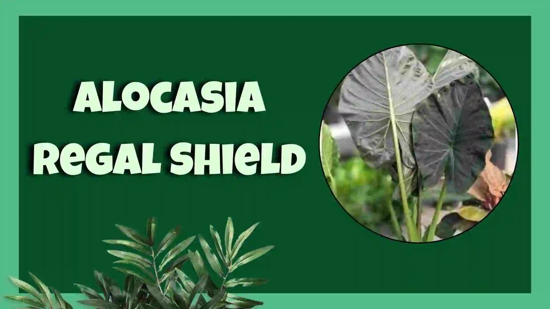 alocasia regal shield