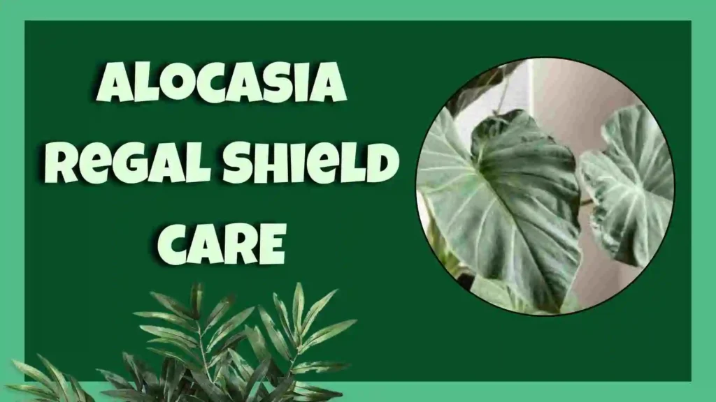 alocasia regal shield