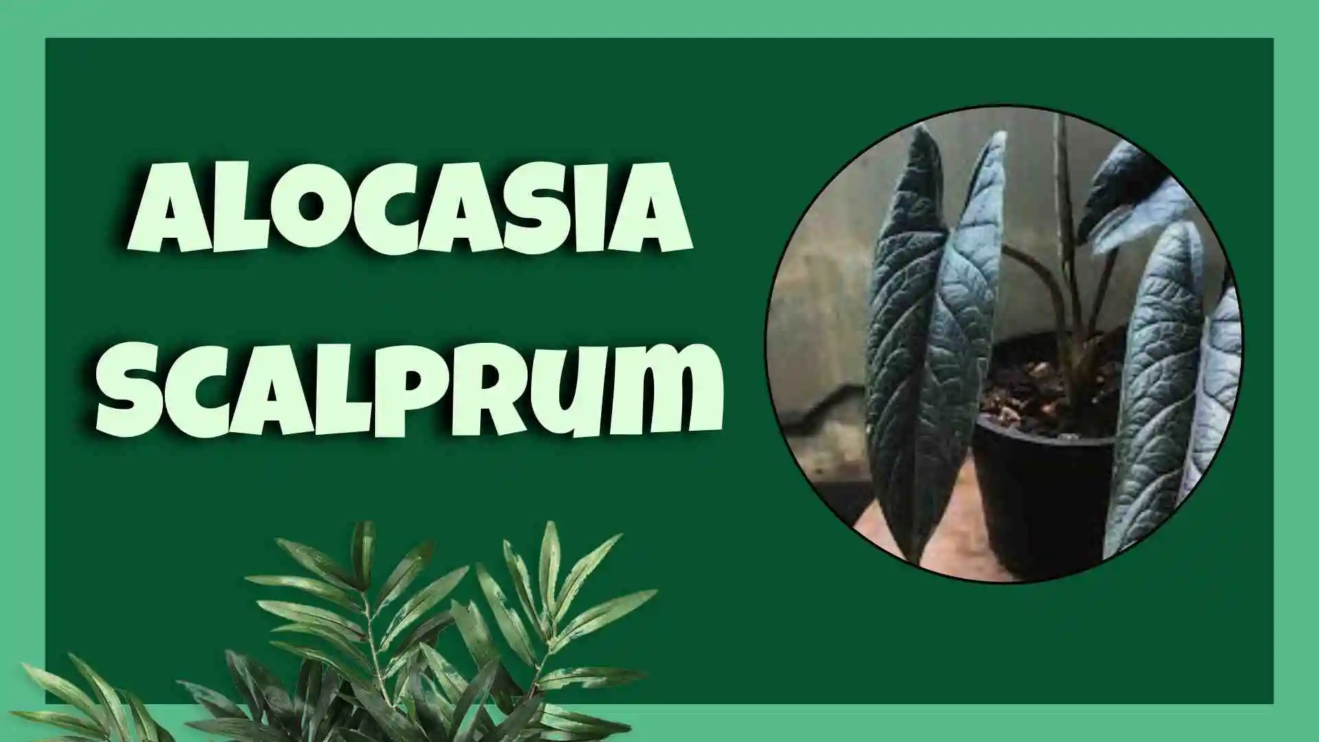 Alocasia Scalprum