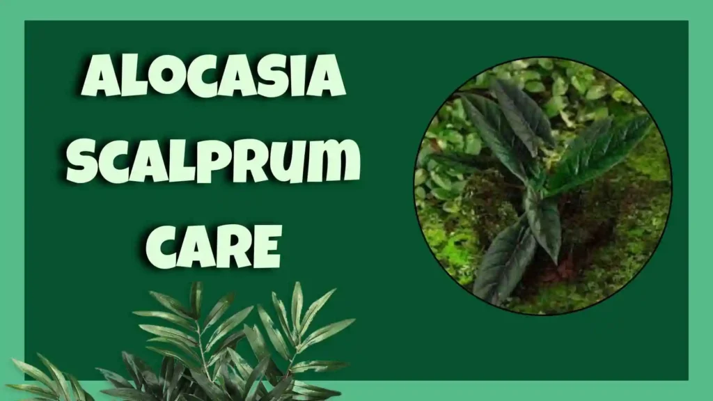 Alocasia Scalprum