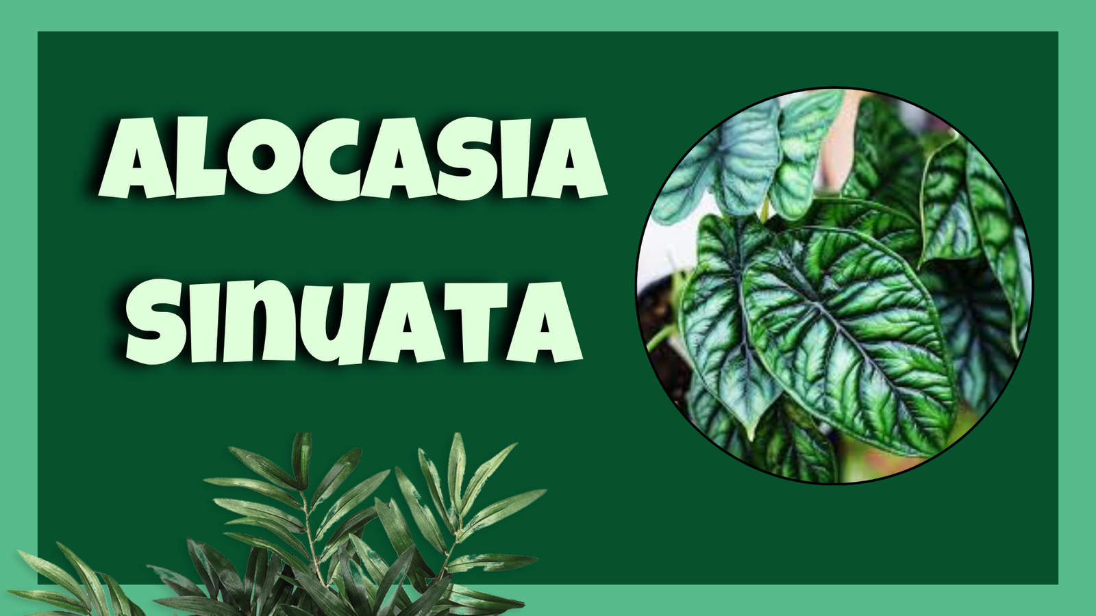 alocasia sinuata