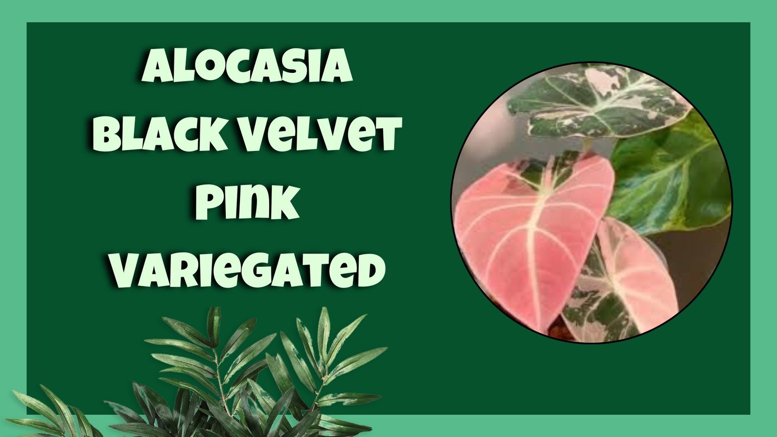 alocasia black velvet pink variegated