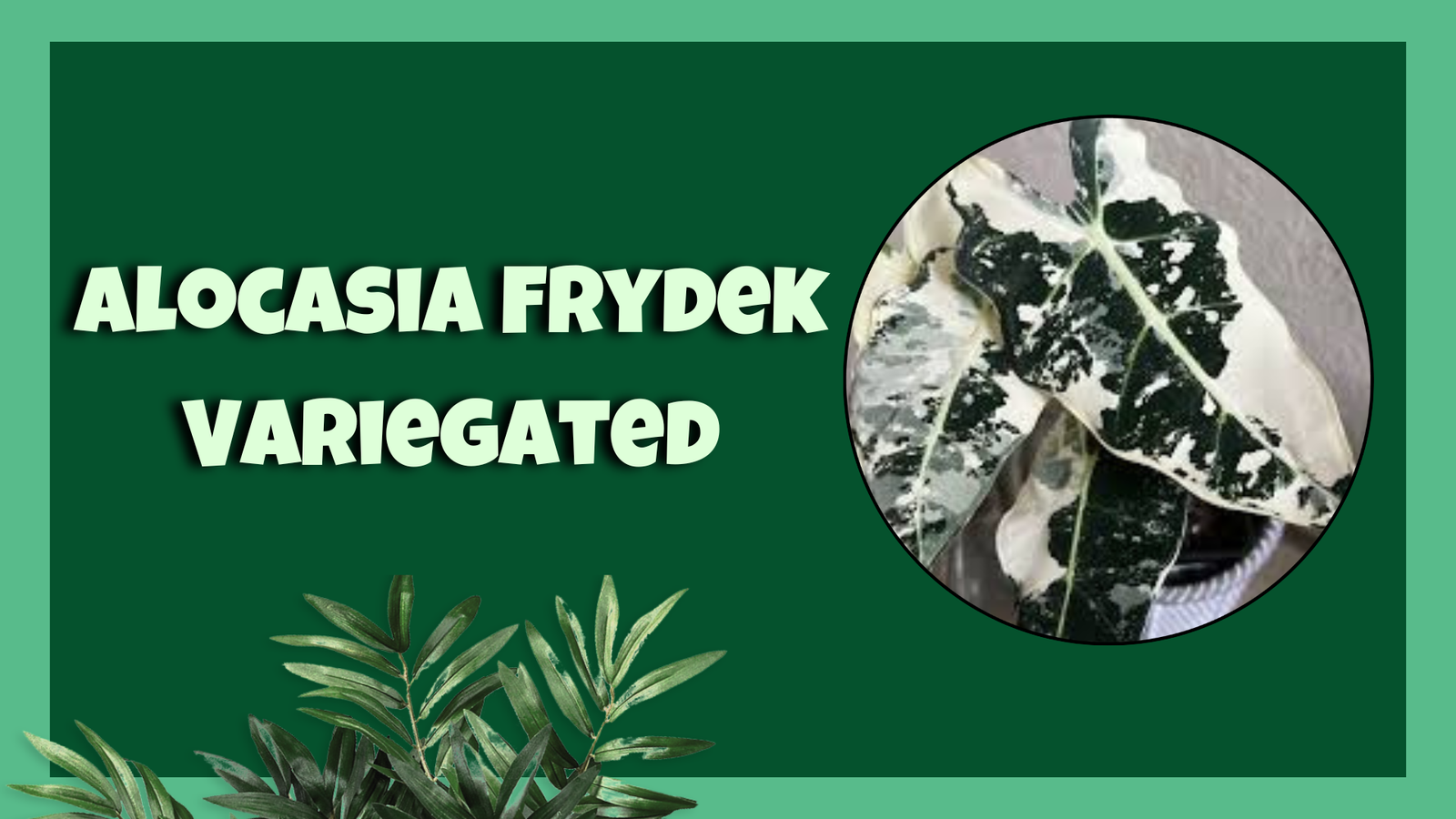 Alocasia Frydek Variegated