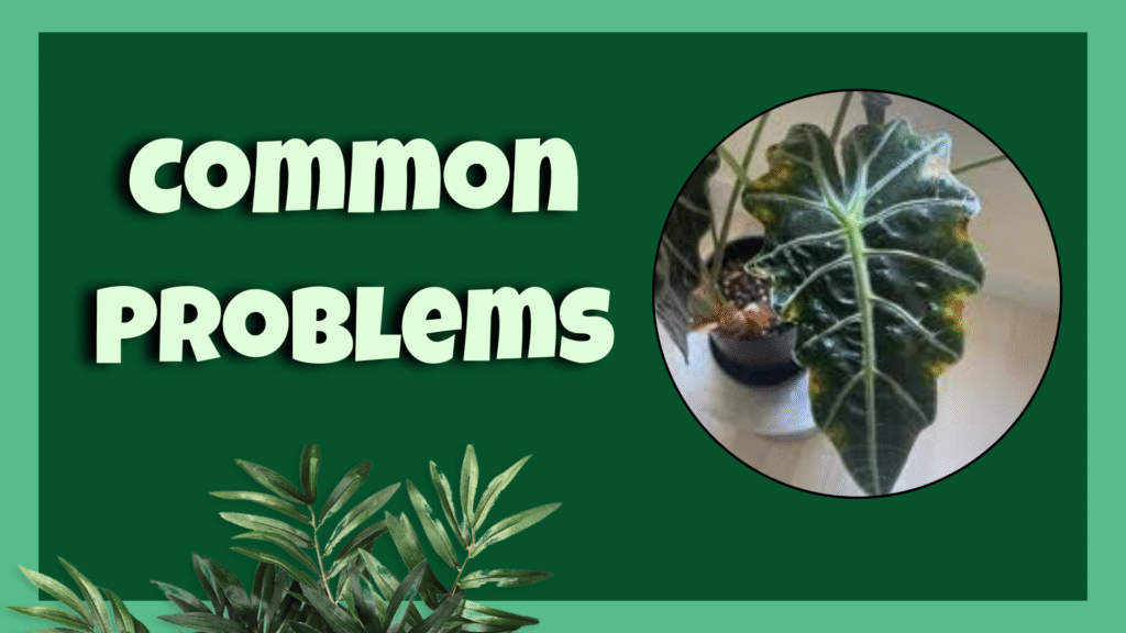 alocasia venom