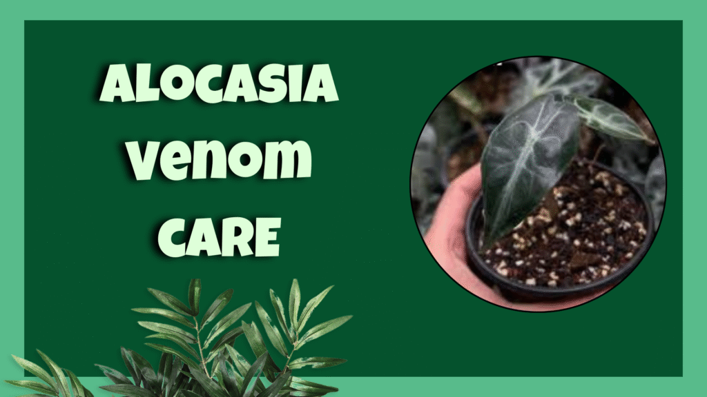 alocasia venom