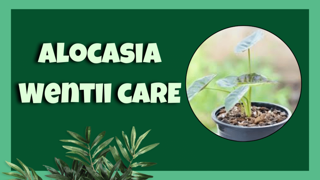  Alocasia wentii 