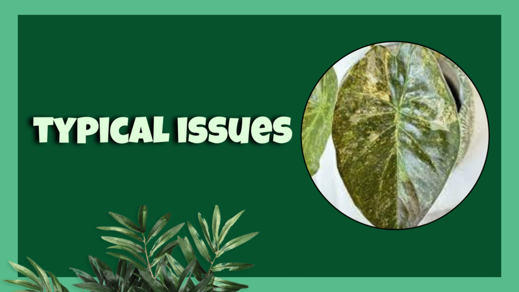  Alocasia wentii 