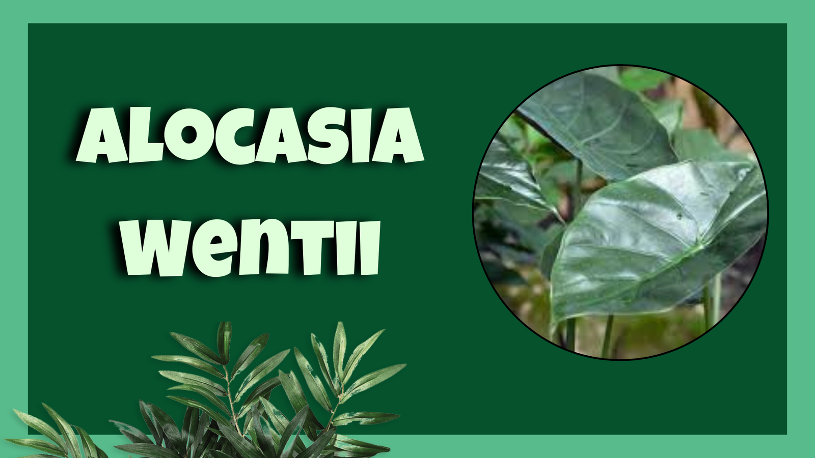 Alocasia Wentii plant with large green leaves.