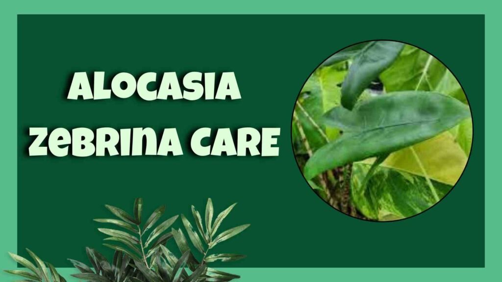 Alocasia zebrina