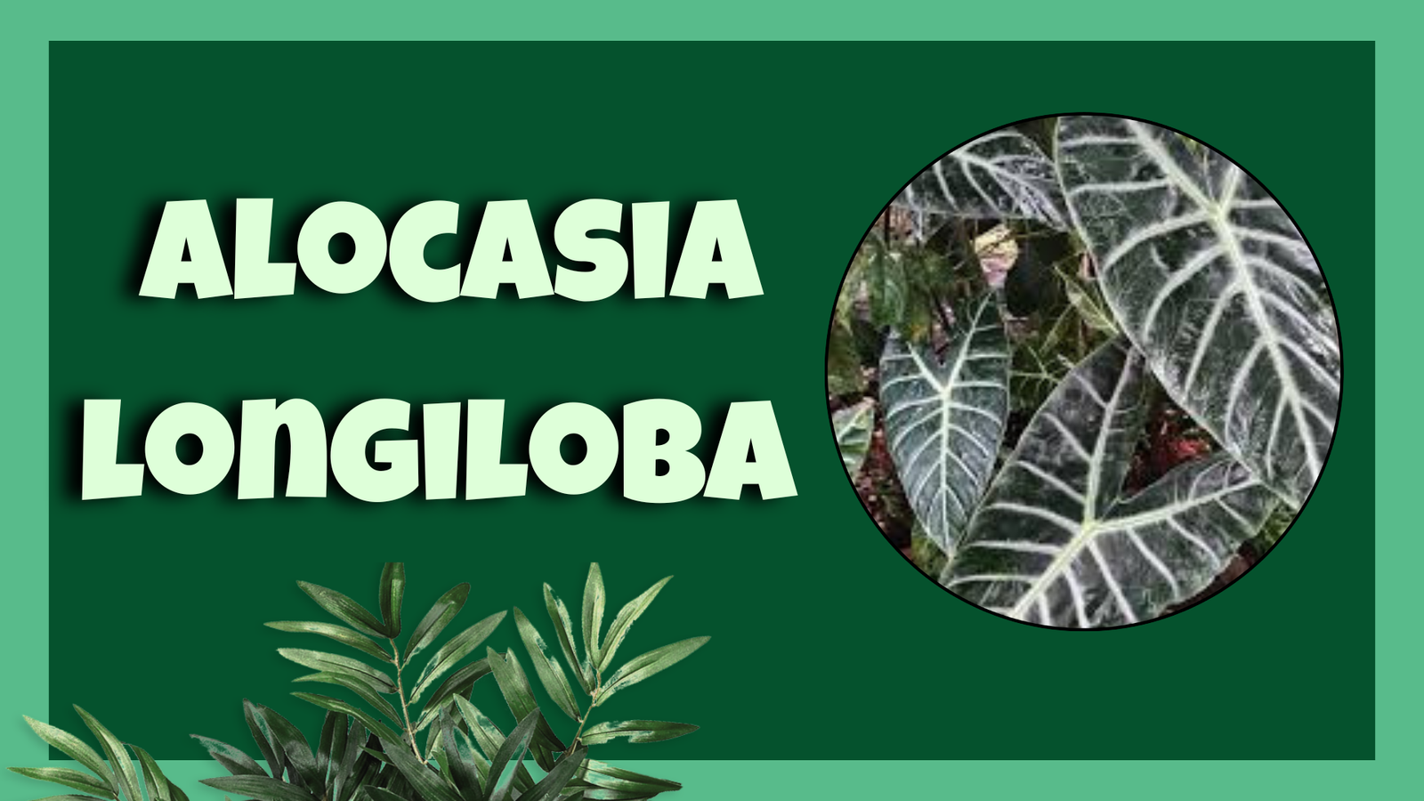 Alocasia longiloba