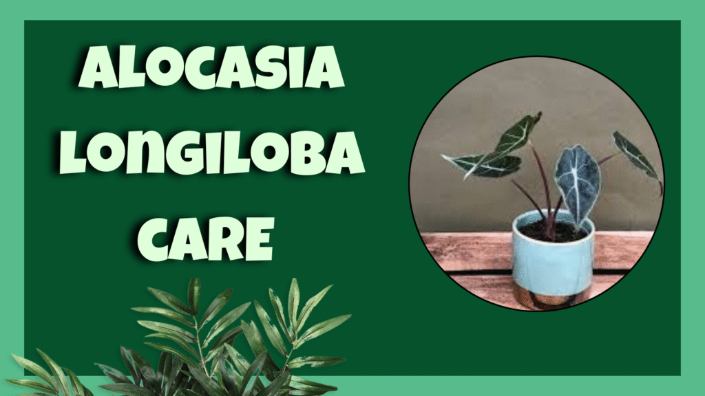 Alocasia longiloba