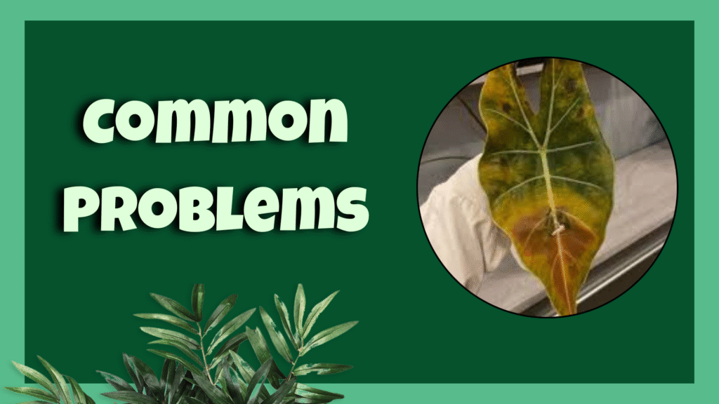 Alocasia longiloba
