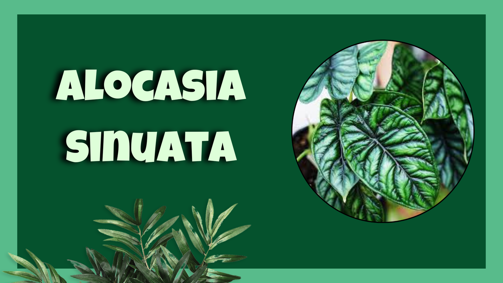 Alocasia Sinuata